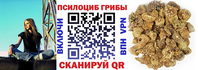Купить где  Алупка  Псилоцибиновые грибы Psilocybe 